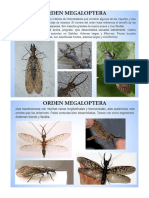 Capitulo X Sistemática - Megaloptera - Stresiptera PDF
