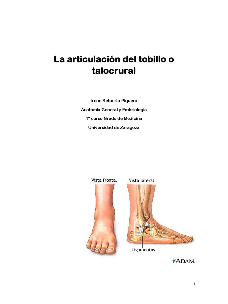 Anatomía de la Articulación Talocrural | PDF | Tobillo | Articulación