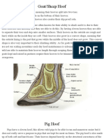 Hoof Analysis 1