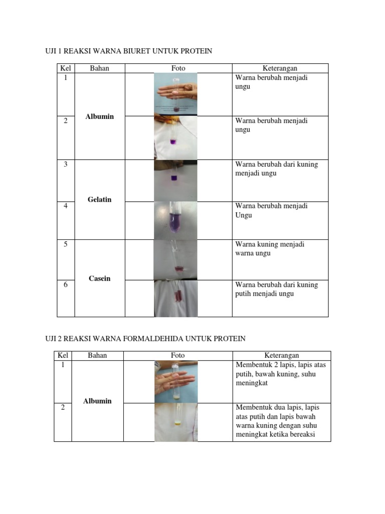 UJI 1 REAKSI WARNA BIURET UNTUK PROTEIN.docx