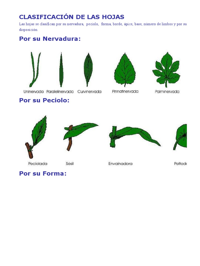 CLASIFICACIÓN HOJAS
