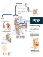 Oido Externo