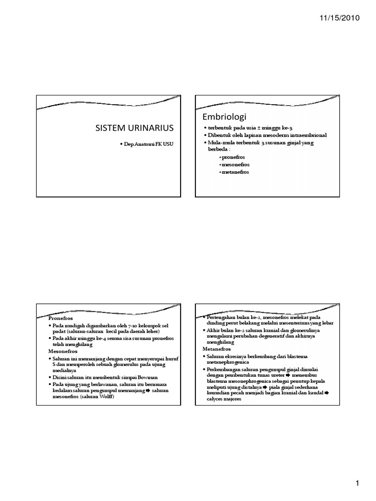 Download 4300 Koleksi Gambar Ginjal Mesonefros Terbaik Gratis HD