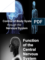 Through The: Control of Body System Nervous System