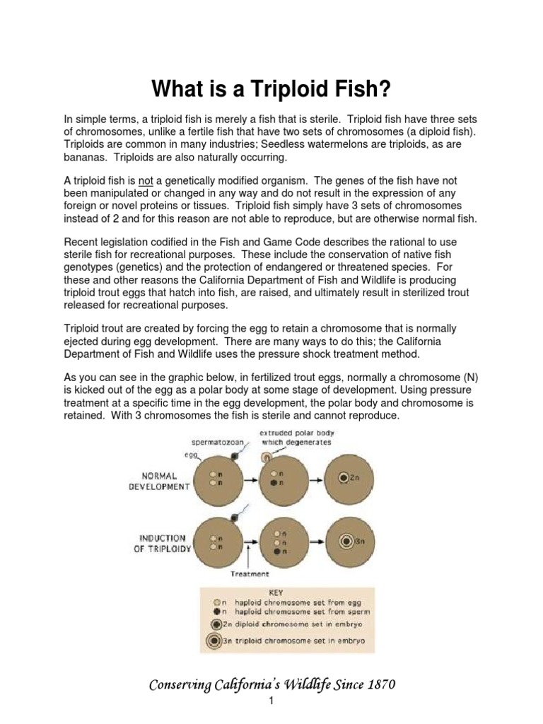What Is Triploid Fish PDF Organisms Biological Processes