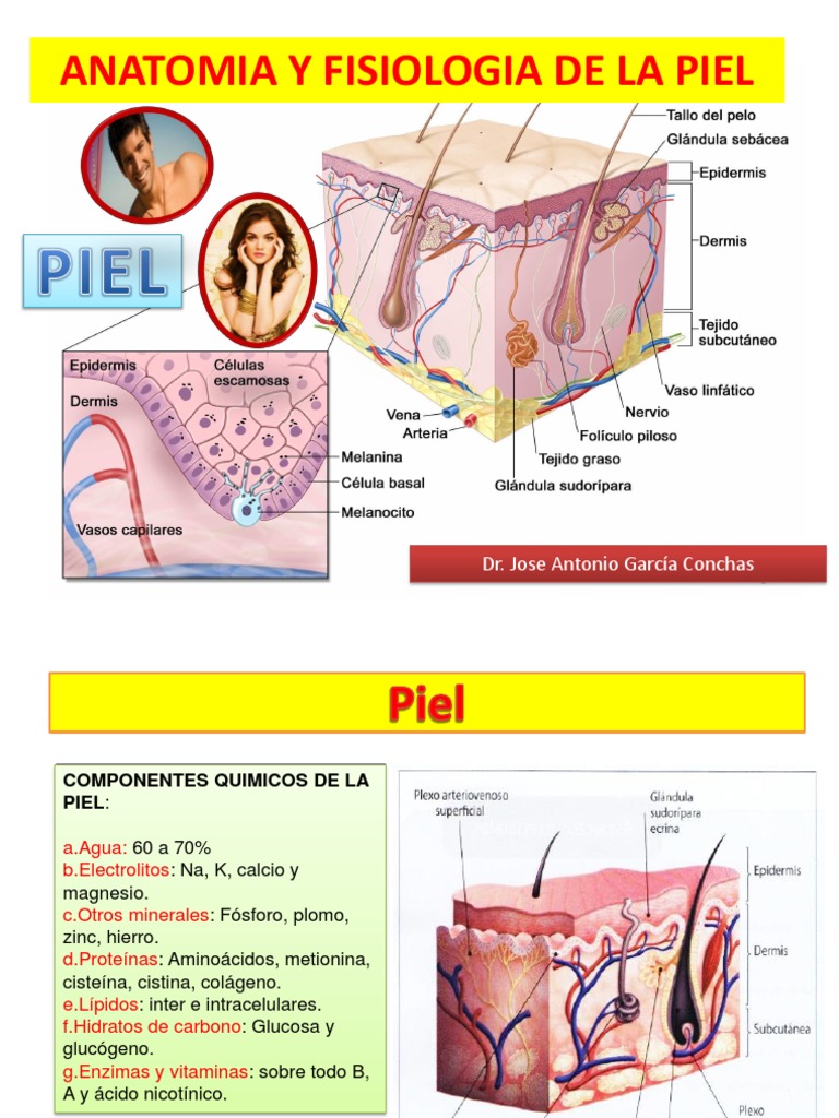 4 anatomia y fisiologia de la piel.pptx Piel Epidermis