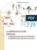 reproduccion asexual en plantas