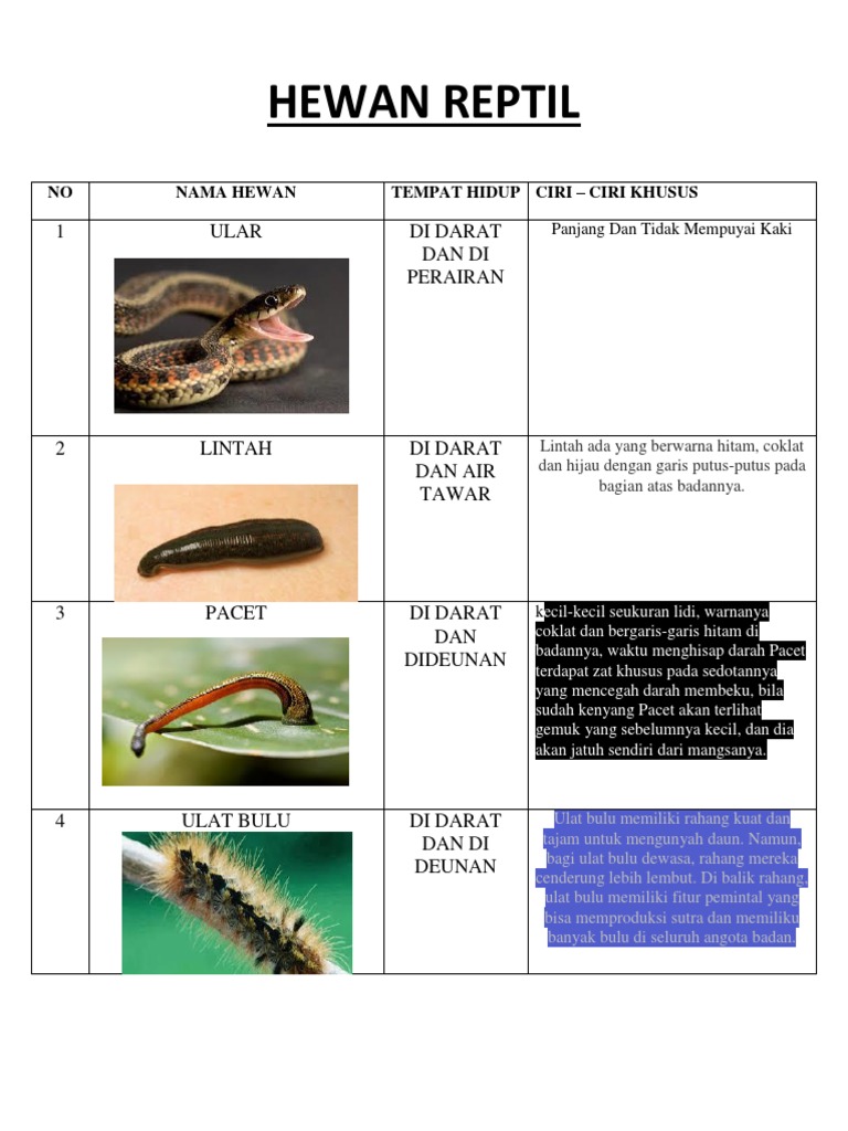 Hewan Reptil