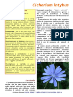 cichorium_intybus.pdf