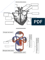 Struktur Jantung Manusia