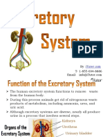 Excretorysystem 130619031624 Phpapp01