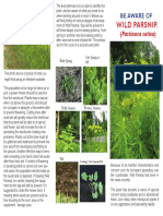 wild-parsnips.pdf