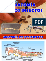 3 Anatomía Insectil PDF