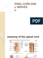 The Spinal Cord and Spinal Nerves