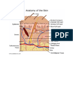 Anatomy of Skin