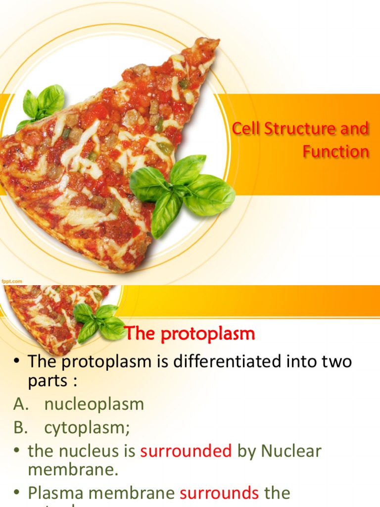 Cell Structure and Function2 | PDF | Cell Nucleus | Cell (Biology)