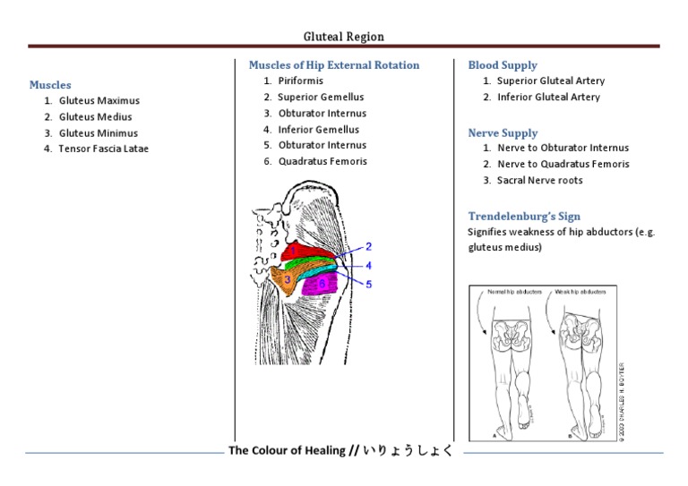 Anatomy of the Gluteal Region | PDF