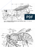 Insecto Sv Vv