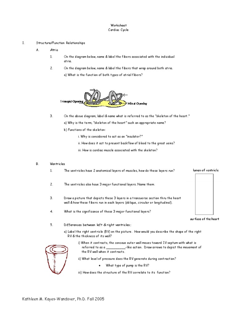 Cardiac Cycle Worksheet PDF Ventricle (Heart) Heart