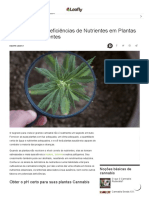 Diagnóstico de Deficiências de Nutrientes em Plantas de Cannabis Doente - Folhoso