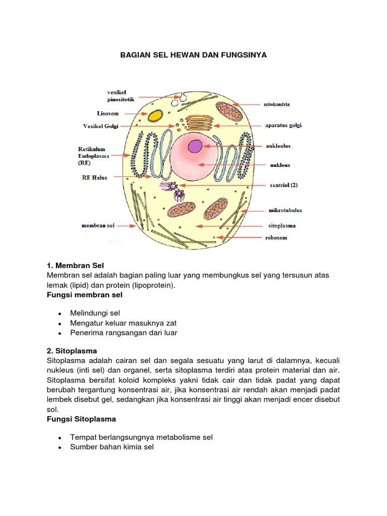 Organel Sel Hewan Dan Fungsinya