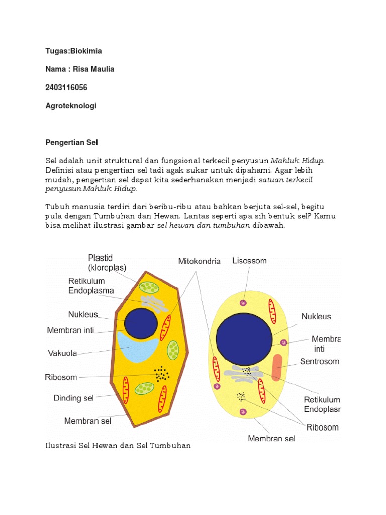 Biokimia Risa