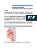 Fungsi Mulut Dan Rongga Mulut Manusia: Pencernaan