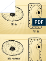 Fungsi Struktur Sel Haiwan Dan Sel Tumbuhan