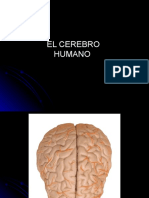 CEREBRO