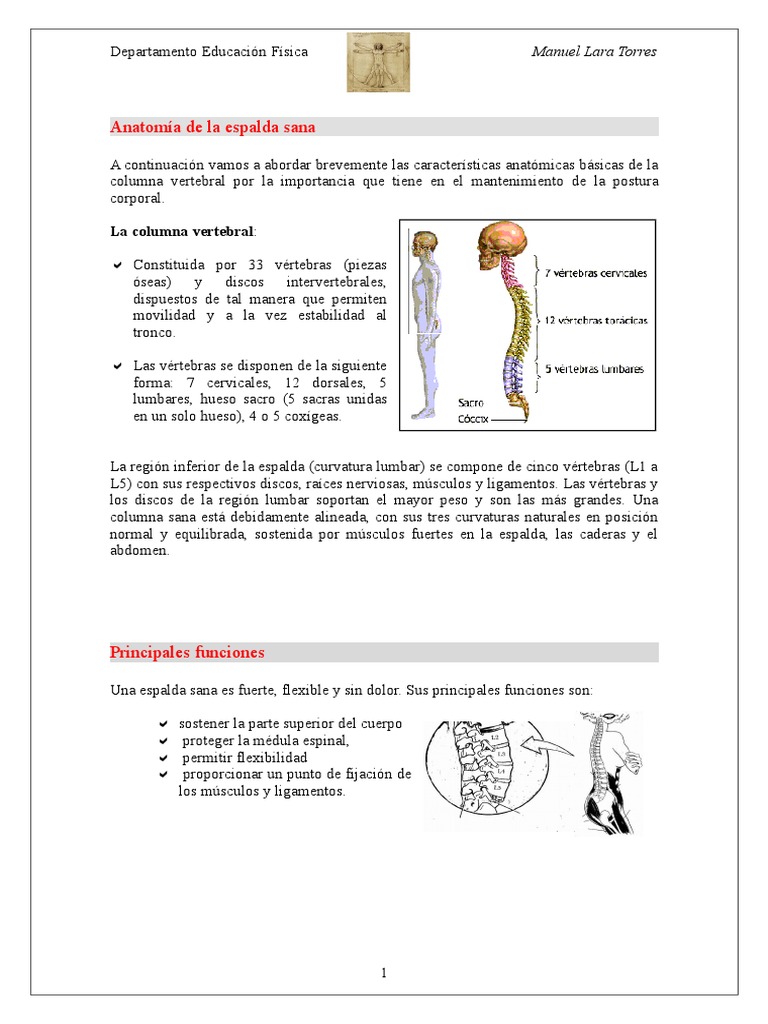 Anatomía y cuidado de la espalda sana | PDF | Vértebra | La columna ...