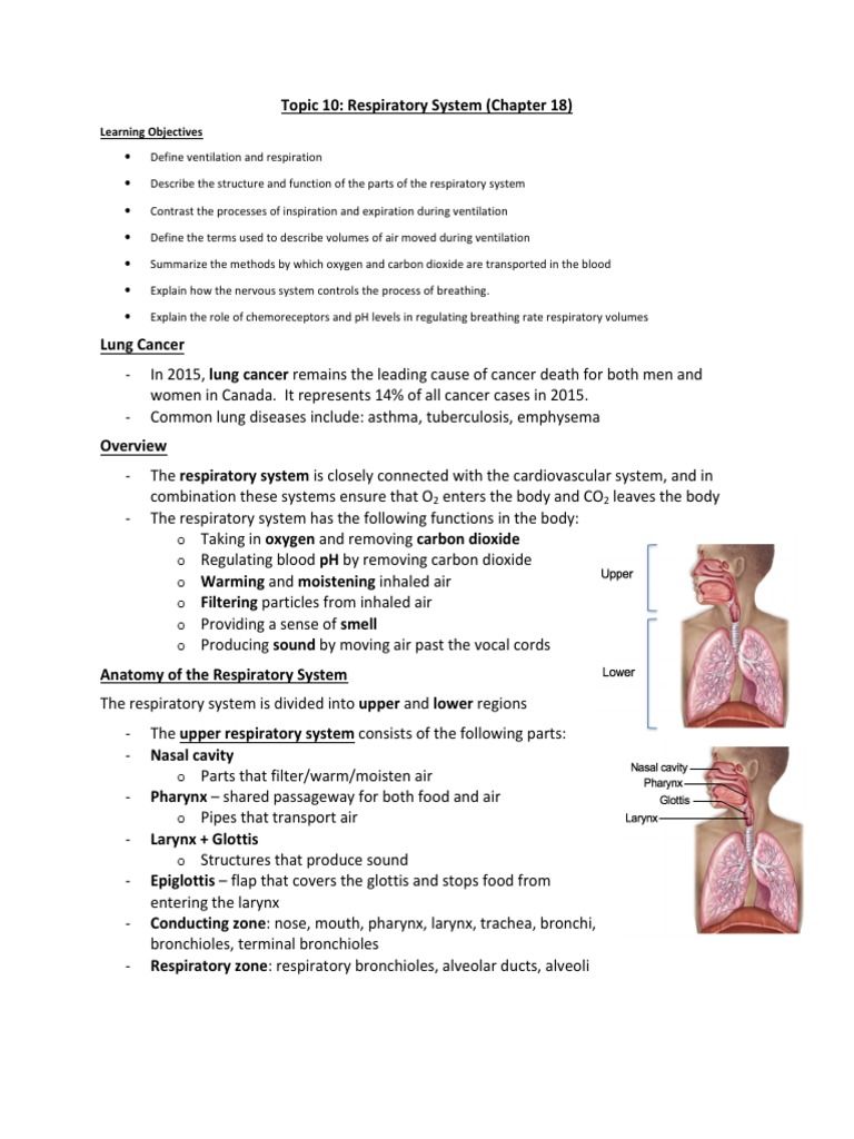 topic 10 respiratory system chapter 18 Lung Respiratory System