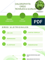 Ulothricales & Ulvales