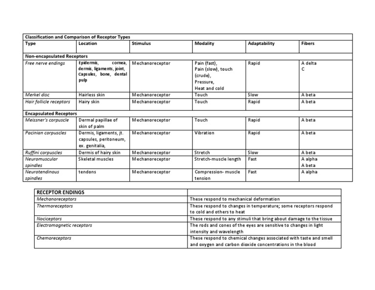 Classification of Mechanoreceptors | PDF | Senses | Somatosensory System