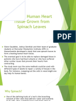 Beating Human Heart Tissue Grown From Spinach Leaves