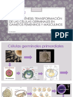 embrio 1.pptx