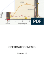 Ch 10 Spermatogenesis