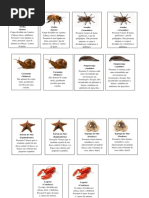 Trabalho sobre animais invertebrados