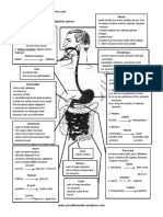 Human Digestive PDF