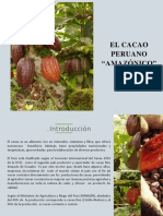 Informe Del Cacao Peruano