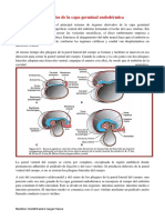 Derivados de La Capa Germinal Endodérmica