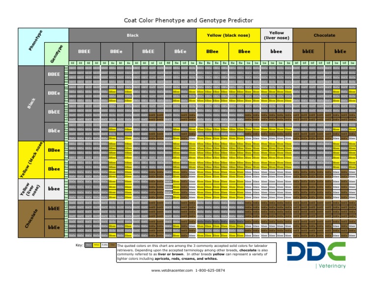 Coat Color Predictor PDF Domesticated Animals Dog Breeding