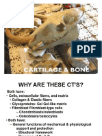 Cartilage&Bone