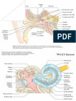 Ear Anatomy and Physiology