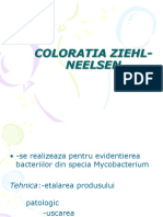 Coloratia Ziehl-Neelsen