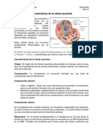 339269020-Caracteristicas-de-La-Celula-Eucariota-y-Procariota.docx