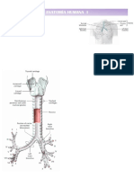 Traquea Pulmones