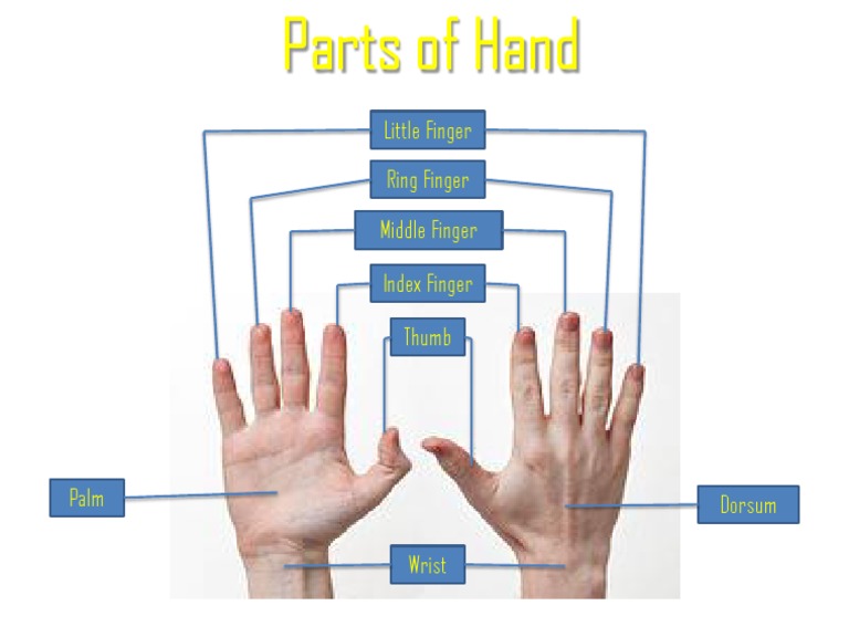 Parts of Hand | PDF