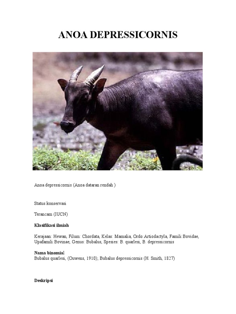 86 Gambar Hewan Anoa Dataran Rendah HD Terbaik