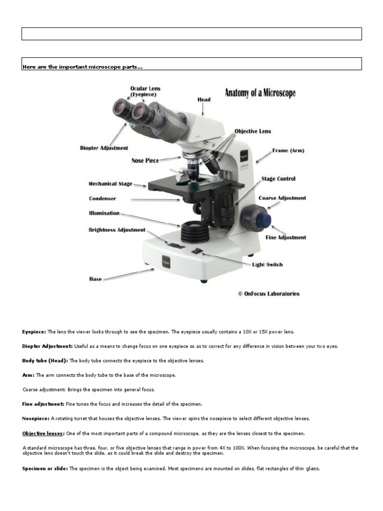 Essential Microscope Parts Explained | PDF | Ecosystem | Lens (Optics)