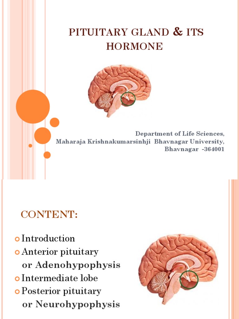 Hormones of Pituitary | PDF | Pituitary Gland | Luteinizing Hormone